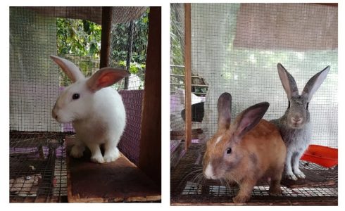 Soviet Chinchilla for sale