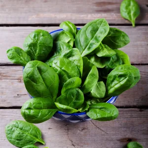 spinach plant