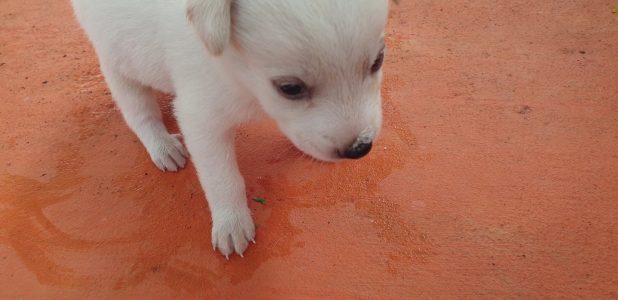 Spitz cross puppies are available