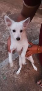 Splitz puppies for sale