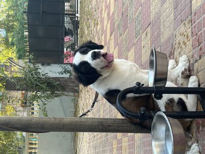 St Bernard female pup