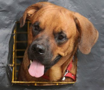 St weiler dog for sale