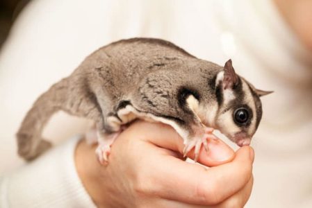 Sugar glider