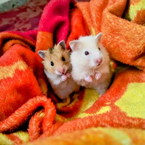 Syrian hamster along with babies