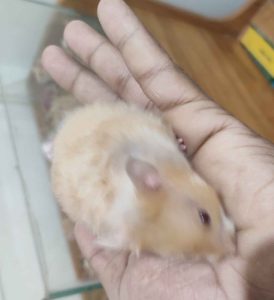 Syriyan hamster