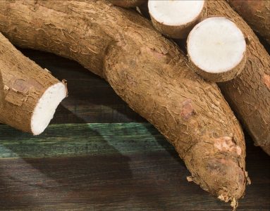 Tapioca under harvest