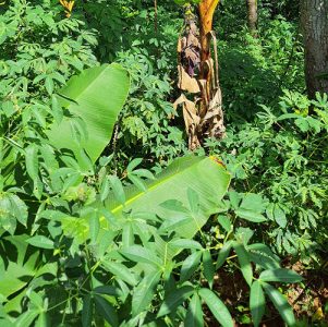 Tapioca for wholesale and retail