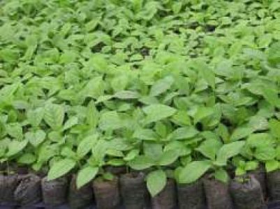 TEAK STUMP (TEAKIN THAIKAL)