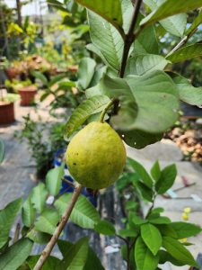 Thailand guava pink