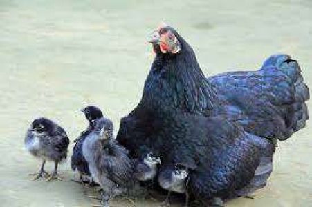 Thalassery Naadan day old chicks for sale @ Rs. 40 /chick