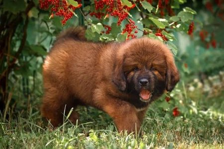 Tibetan Mastiff Cute Puppy 8800539300