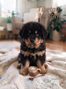 Tibetan Mastiff Puppy, Cute Little Lion with a Big Personality 8800539300