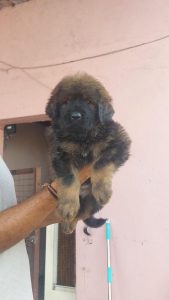 Tibetan mastiff puppy for sale..9927332288