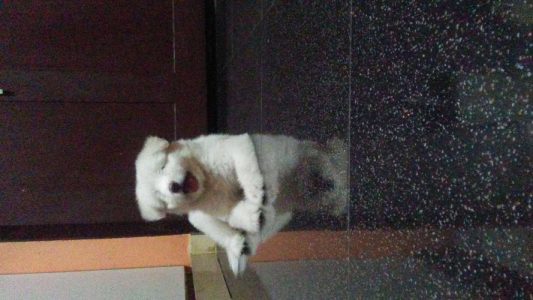 Tibetan terrier puppy male for sale