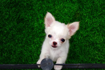Tiny Size Chihuahua Puppies For Sale Delhi Trust Kennel