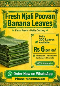 Title: Fresh Njali Poovan Banana Leaves Daily - Vennikulam - 300 LeavesDescription:Daily 300 fresh Njali Poovan Vazhayila available from Vennikulam, Pathanamthitta.Size: Big size, 45-55cm width, green colorPrice: Rs 6 per leaf (Rs 5.5 for 500+ bulk)Farm:
