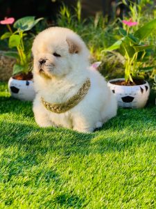 Top Notch Chow Chow Male Puppy