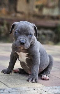 Top quality American bully puppies available for sale in hyderabad interested call 9989069831