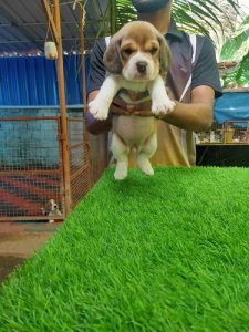 Top quality beagle puppies available call me 7010216202
