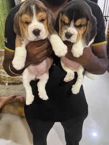 Top Quality Beagle puppies Available in best price