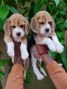 Top Quality Beagle puppies Available in best price