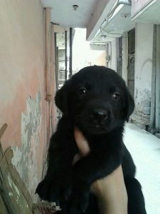 Top quality Black German Shepherd puppies for sale..7300930479