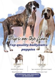 Top quality bullykutta puppies for sale