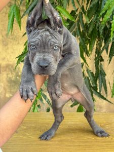 Top quality cane corso puppy available for new home..99273322883