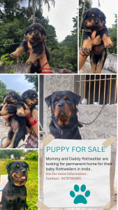 Top quality cute brave rottweiller available