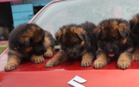 Top Quality German shepherd puppies Available in best price