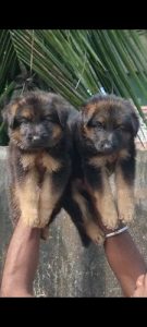 Top Quality German shepherd Puppies Available in best price