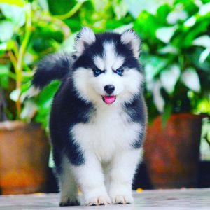 TOP Quality Husky puppies available call me:8248070846
