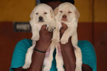 Top Quality Lab Puppies Available in best price
