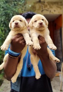 Top Quality Lab puppies available in Best price