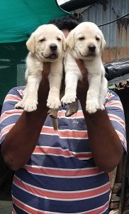 Top quality Labrador puppies Available