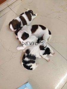 Top quality maltipoo Puppies available