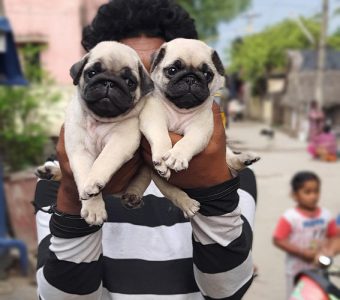 Top Quality PUG PUPPIES AVAILABLE IN BEST PRICE