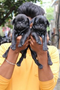 Top Quality Pug puppies Available in Best price