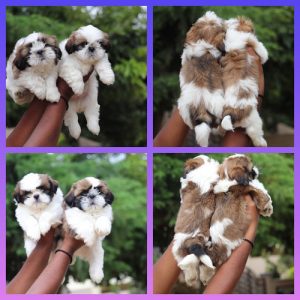 Top QUALITY Shih Tzu puppies Available in best price