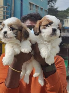 Top Quality Shih Tzu puppies Available in Best price