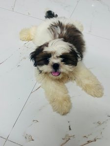 Top quality shizth puppy