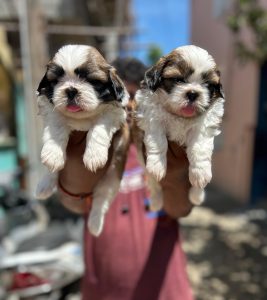 TOP QUALITY SHIZTHU MALE PUPPY AVAILABLE IN CHENNAI