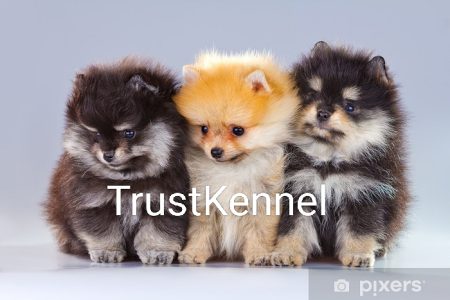 Toy Culture Pom Pups For Sale TrustKennel