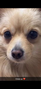 Toy Pomculture For Adoption Not Selling Just Looking Some for adoption