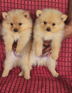 Toy pomerian
