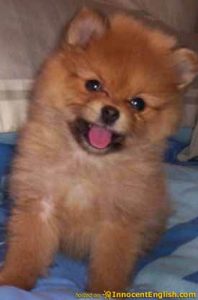 Toy pomerian Puppies 