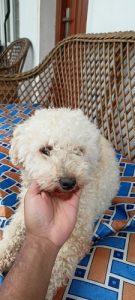 Toy Poodle