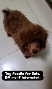 Toy Poodle