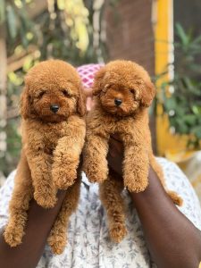 Toy poodle puppies available in chennai