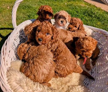 Toy poodle puppies